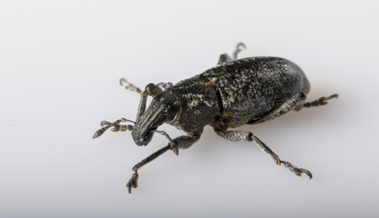 Anthonomus pomorum black-winged beetle. Pest, destroys the harvest of the sheep