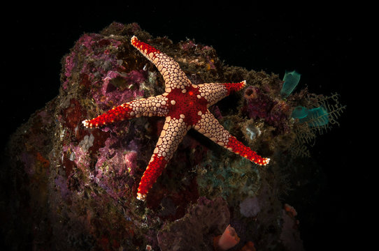 Necklace sea star (Fromia monilis) on the Nudio Falls dive site, Lembeh Straits, North Sulawesi, Indonesia