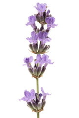 Flowers  of violet lavender, isolated on white background