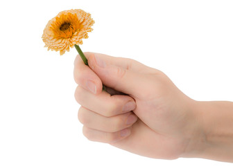 A woman's hand holds a flower of calendula, isolated on white background