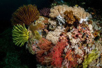 Fototapeta na wymiar Colours of the reef, Mayumi dive site, Anilao, Philippines