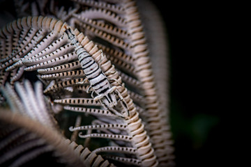 Crinoid shrimp (Peroclemenes cornutus) on the Coconut Grove dive site, Anilao, Philippines