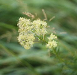 Thalictrum flavum, known by the common names common meadow rue, and yellow meadow rue