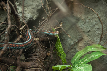 The real living snake creeping on a tree