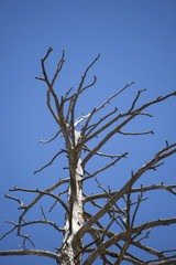 Tree and Sky