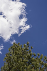 Obraz premium Pine Tree Sky and Clounds