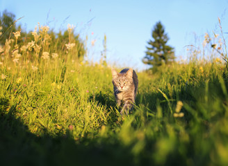 cute beautiful striped kitten fun and rushing through the green summer meadow playing