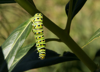 Black Swallowtail Caterpillar