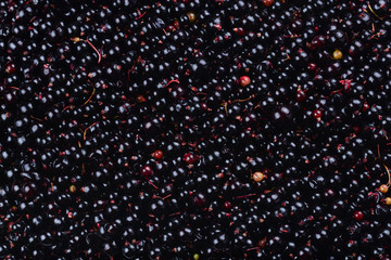 Currant black. Ecological berries for desserts, smoothie or jam. Currant organic berries.