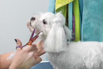 Ręce fryzjera trzymają nożyczki i obcinają sierść na brodzie małego białego psa rasy...