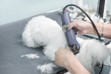 Kobieta strzyże psa rasy maltańczyk maszynką elektryczną w salonie urody dla zwierząt. - obrazy, fototapety, plakaty