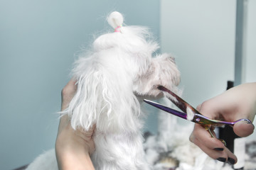Ręce fryzjera trzymają nożyczki i obcinają sierść na brodzie małego białego psa rasy...