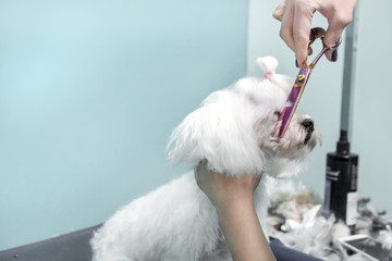 Ręce fryzjera trzymają nożyczki i obcinają sierść na brodzie małego białego psa rasy maltańczyk.