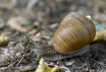 Helix pomatia mollusk in the family Helicidae.