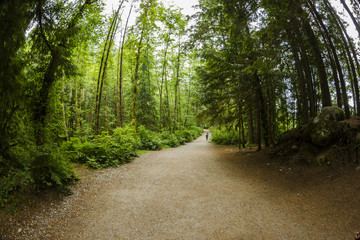 Obraz premium Lynn Canyon Pathways 