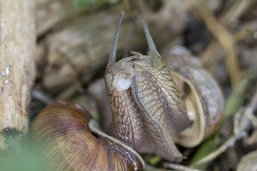 Burgundy snail, Roman snail, edible snail or escargot