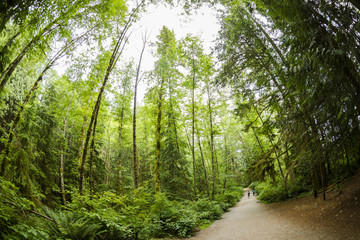Lynn Canyon Tree Tops and Pathways 