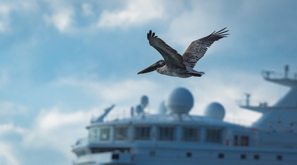 Pelican is flying in front of a bridge of a cruise ship in the Caribbean