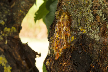 Tree Trunk Sap 