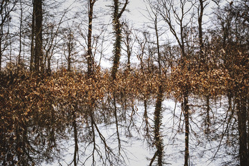 Autumn Forest Double Exposure