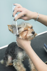 Kobieta czesze psa szczotką rasy Yorkshire terier w salonie urody dla zwierząt.  © Tomasz