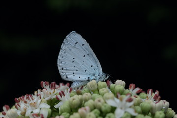 Hellblauer Falter - Faulbaum-Bläuling - Stockfoto
