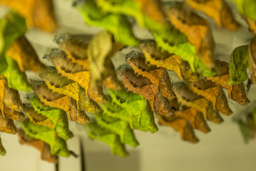Butterfly chrysalis (cocoon)