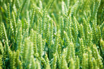 ripening wheat on the field