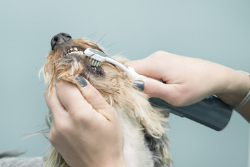 Kobiece ręce myją zęby psu szczoteczką elektryczną.
