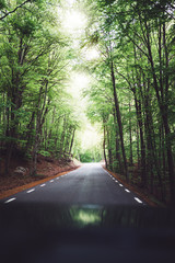 road at summer green forest nature, breath of fresh clean air in trip, relax holiday concept, blurred plant background, landscape of park trees, sunlight through trees