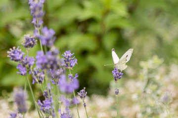 Butterfly on a background of lavender flowers. Bright summer background. White butterfly on lavender flowers