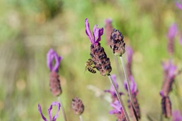 Bee and lavender flower