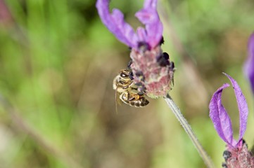 Bee and lavender flower
