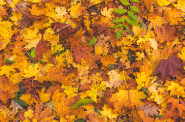 Naklejka na ściany i meble Colorful background of fallen autumn leaves texture