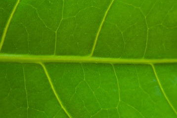 Natural background texture of green leaf