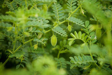 Green chickpeas on the field