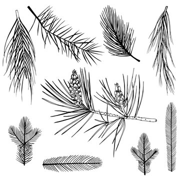 Christmas plants set. Vector sketch illustration
