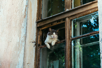 Relax cat © Валентин Ермаков