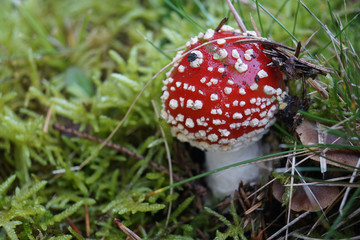 Obraz premium Amanita Muscaria. Young Red poisonous Fly Agaric mushroom in green grass and moss