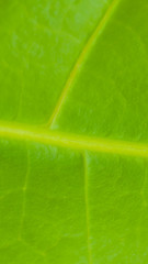 Natural background texture of green leaf