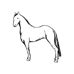 Fototapeta na wymiar Horse on white background