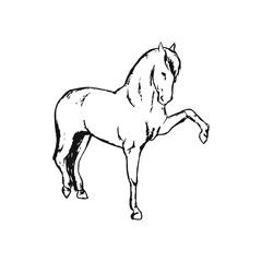 Horse on white background