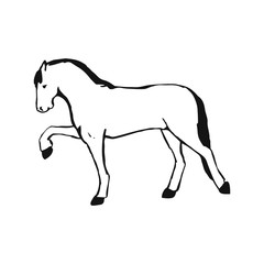 Horse on white background