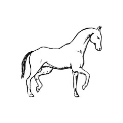 Horse on white background