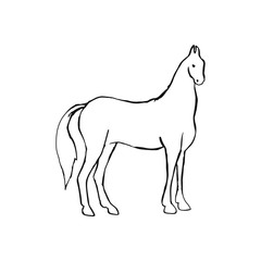Horse on white background