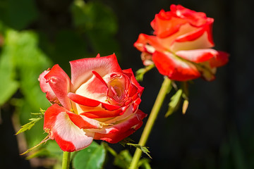 Obraz premium Red-white roses on a blurry background of a summer garden