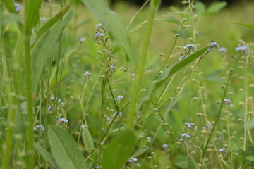 forget-me-nots in the field