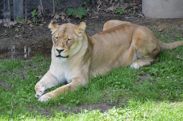 Fototapeta na wymiar Lioness laying in the grass