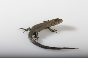 Usual gray lizard on white background