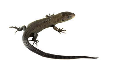 Naklejka premium Usual gray lizard on white background
